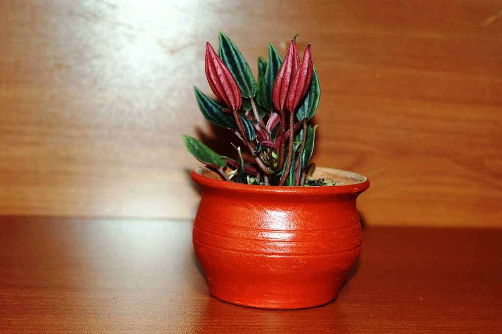 Peperomia